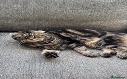 Scottish Fold cats for sale: A 7 year old Scottish Fold to be loved  - Image 4