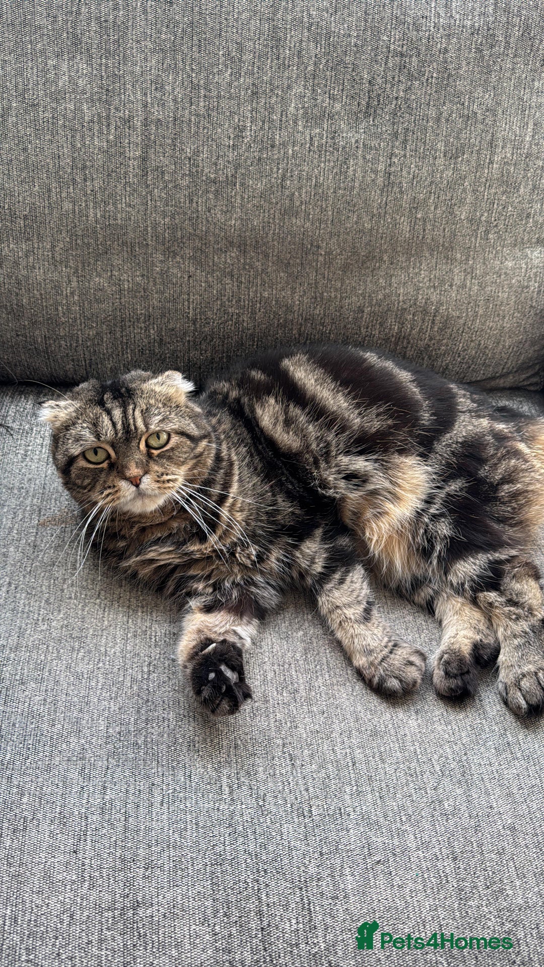 Scottish Fold cats for sale: A 7 year old Scottish Fold to be loved  - Image 4