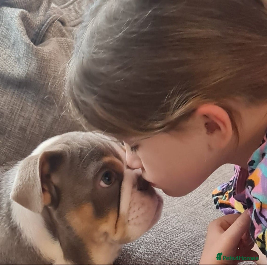 English Bulldog dogs for sale: Beautiful Female puppy Bulldog - Advert 4