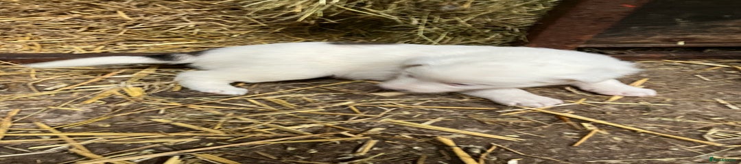 Border Collie Puppy 2
