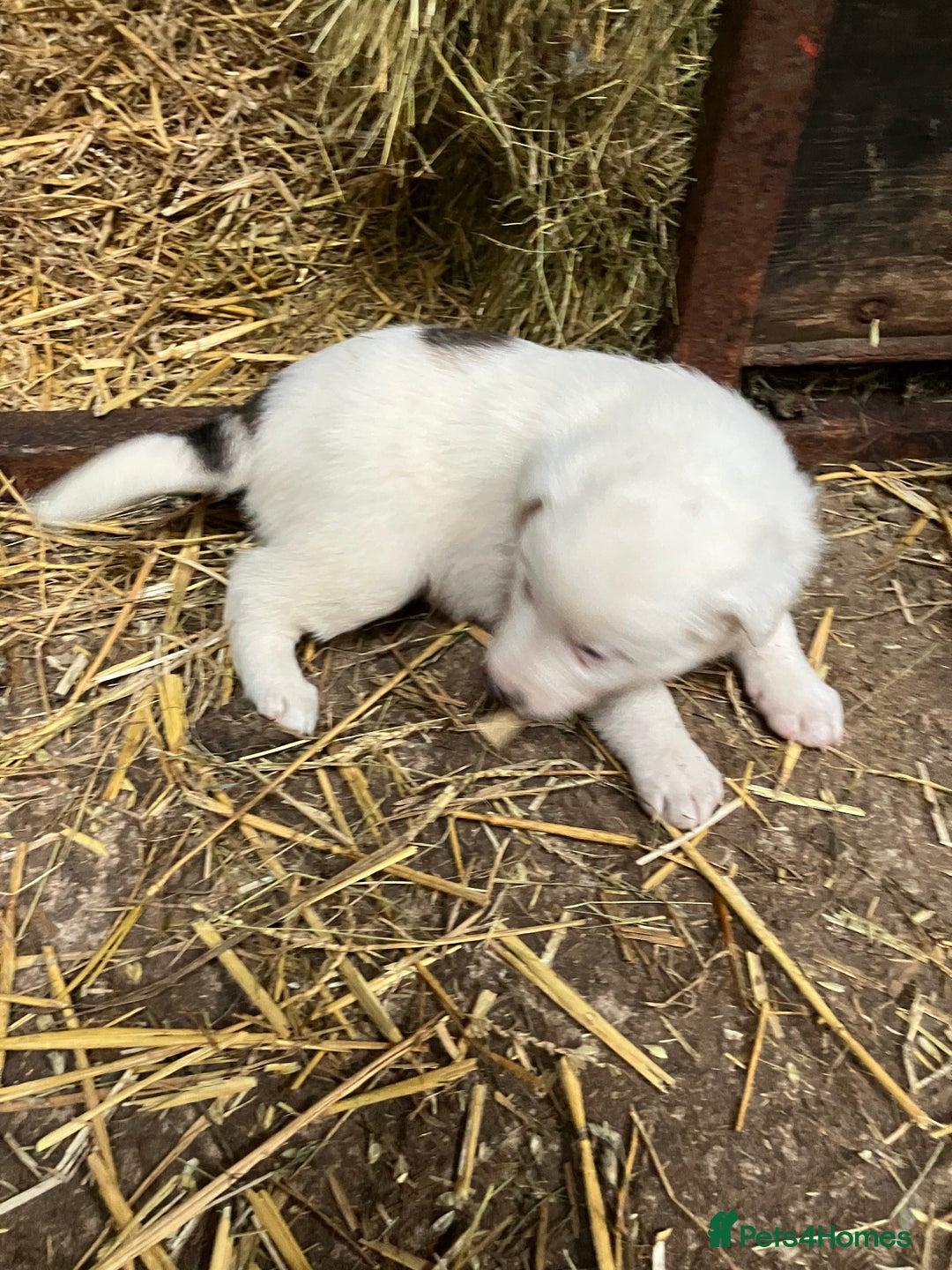 Border Collie dogs for sale: Five beautiful well grown Border Collie pups - Advert 4