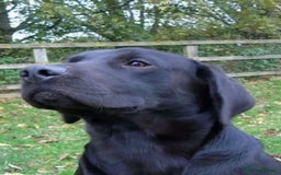 Labrador Retriever dogs for stud: Stunning KC reg, health tested Labrador for stud - Image 6