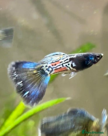 Live Bearers fish in Portsmouth - Advert 8