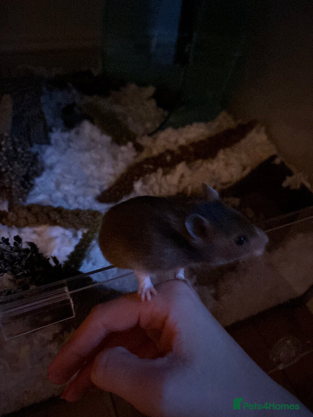 Hamster rodents for sale: Beautiful, friendly Syrian hamster for rehoming - Image 3