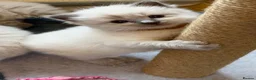 Ragdoll cats for sale: 5 Ragdoll kittens - Advert 19