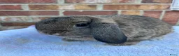 Mini Lop rabbits for sale: Mini lop agouti buck - Advert 2