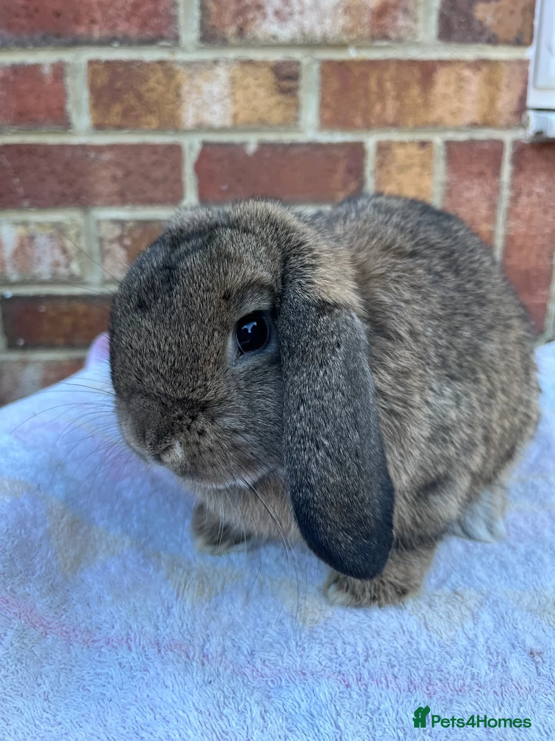 Mini Lop rabbits for sale: Mini lop agouti buck - Advert 2