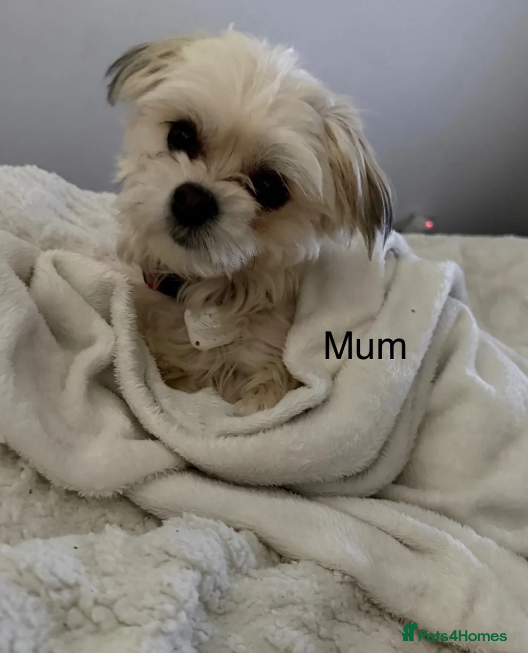 Maltese dogs for sale: Maltese puppies for sale in Dundee - Advert 2