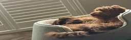Cockapoo dogs for sale: 2 beautiful brothers - Advert 3