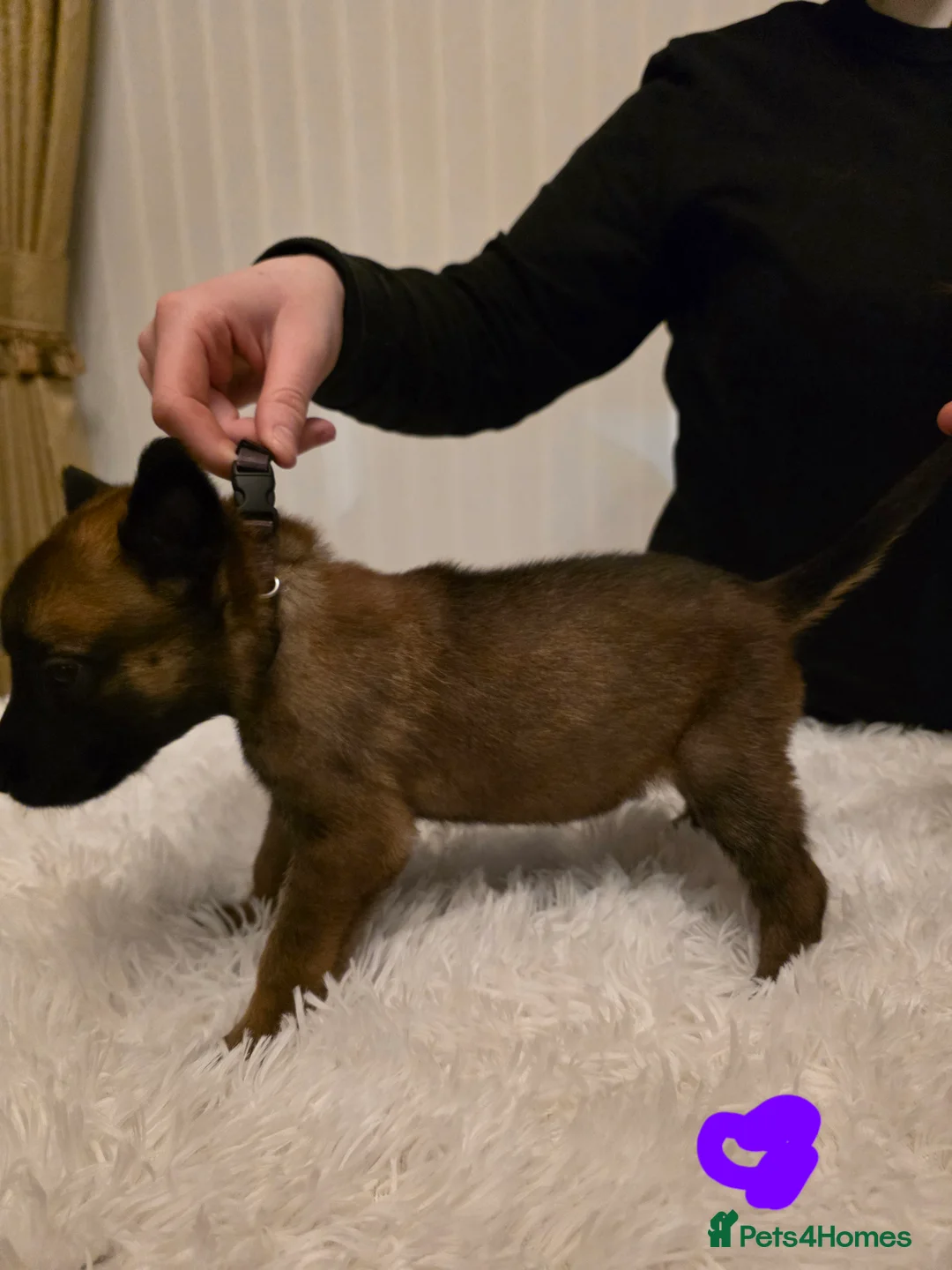 Belgian Shepherd Dog dogs for sale: 🔥🔥Fantastic Belgian Malinois Puppies🔥🔥 - Advert 2