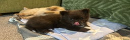 Pomeranian dogs for sale: 1 stunning rare markings Pom ready now  - Advert 30