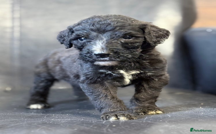 Mixed Breed dogs - Advert 5