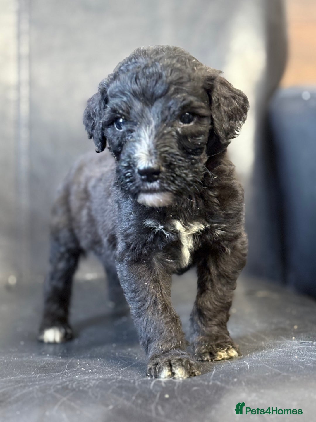 Mixed Breed dogs for sale: f1 St Berdoodle Pups - Image 2