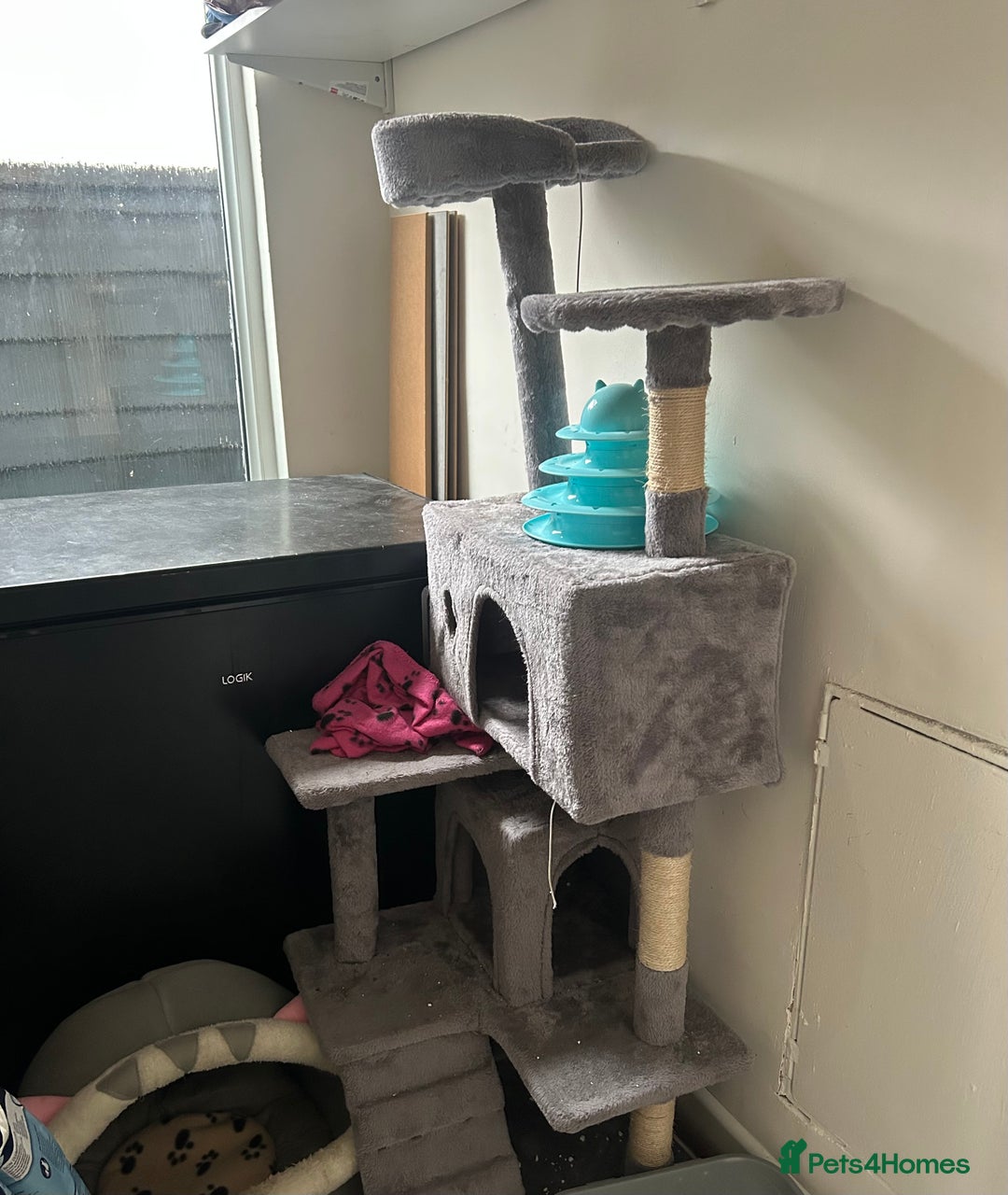 Manx cats for sale: 8 month old cat (black and white)  - Advert 4