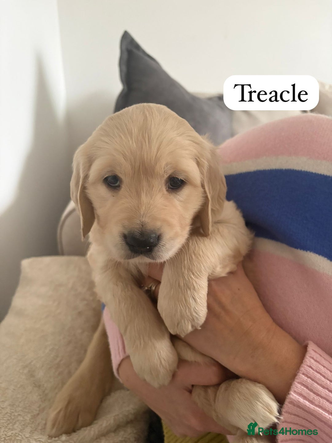 Golden Retriever dogs for sale: Golden Retriever Puppies For Sale - Advert 5