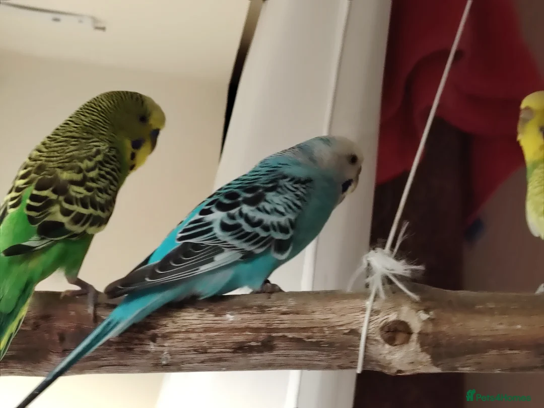 Budgerigars birds for sale: Budgies  - Advert 8
