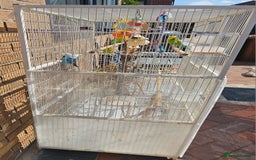 Budgerigars birds for sale: Budgies for sale! Food and 2 cages included! - Image 5