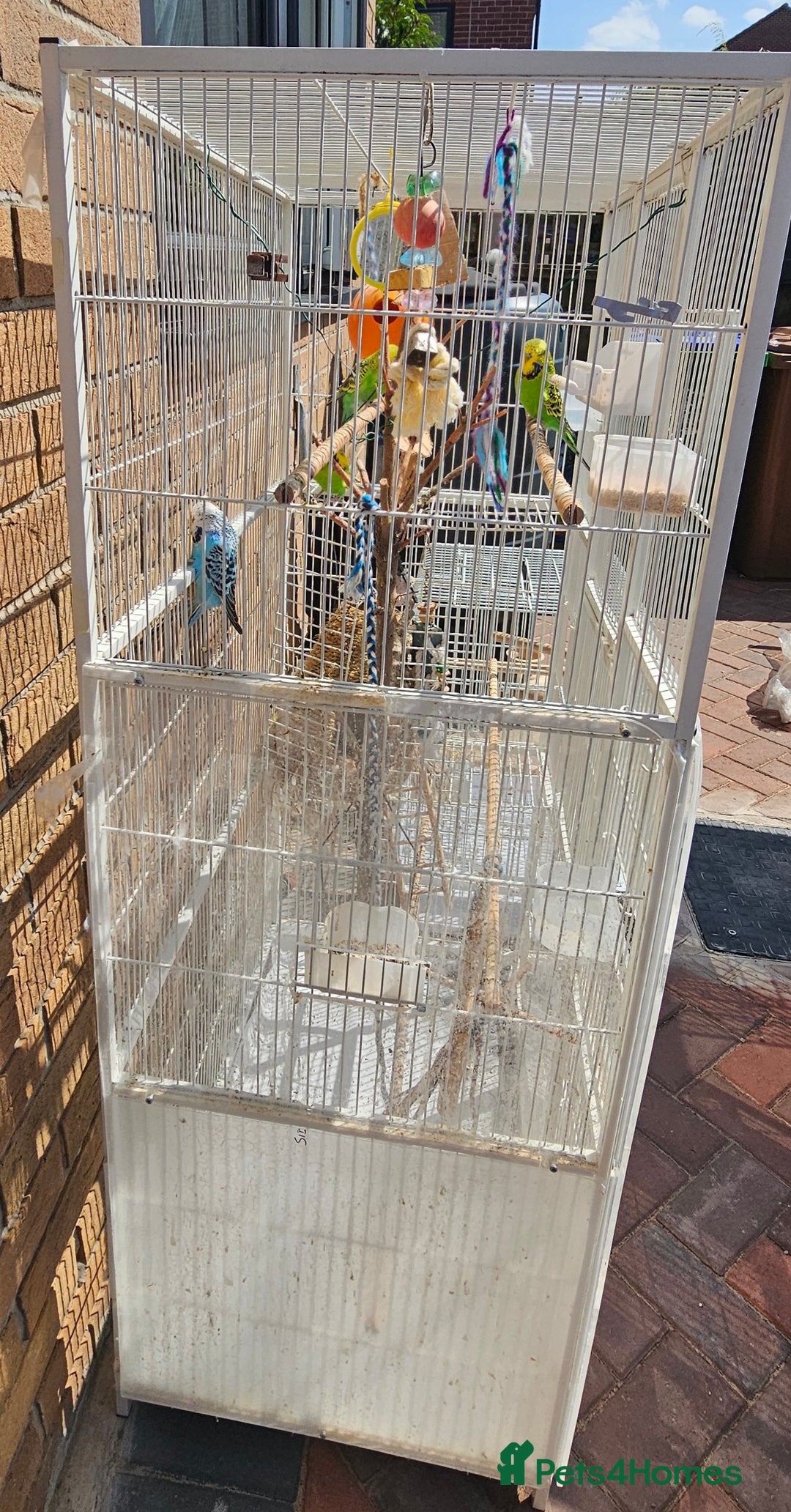 Budgerigars birds for sale: Budgies for sale! Food and 2 cages included! - Image 5