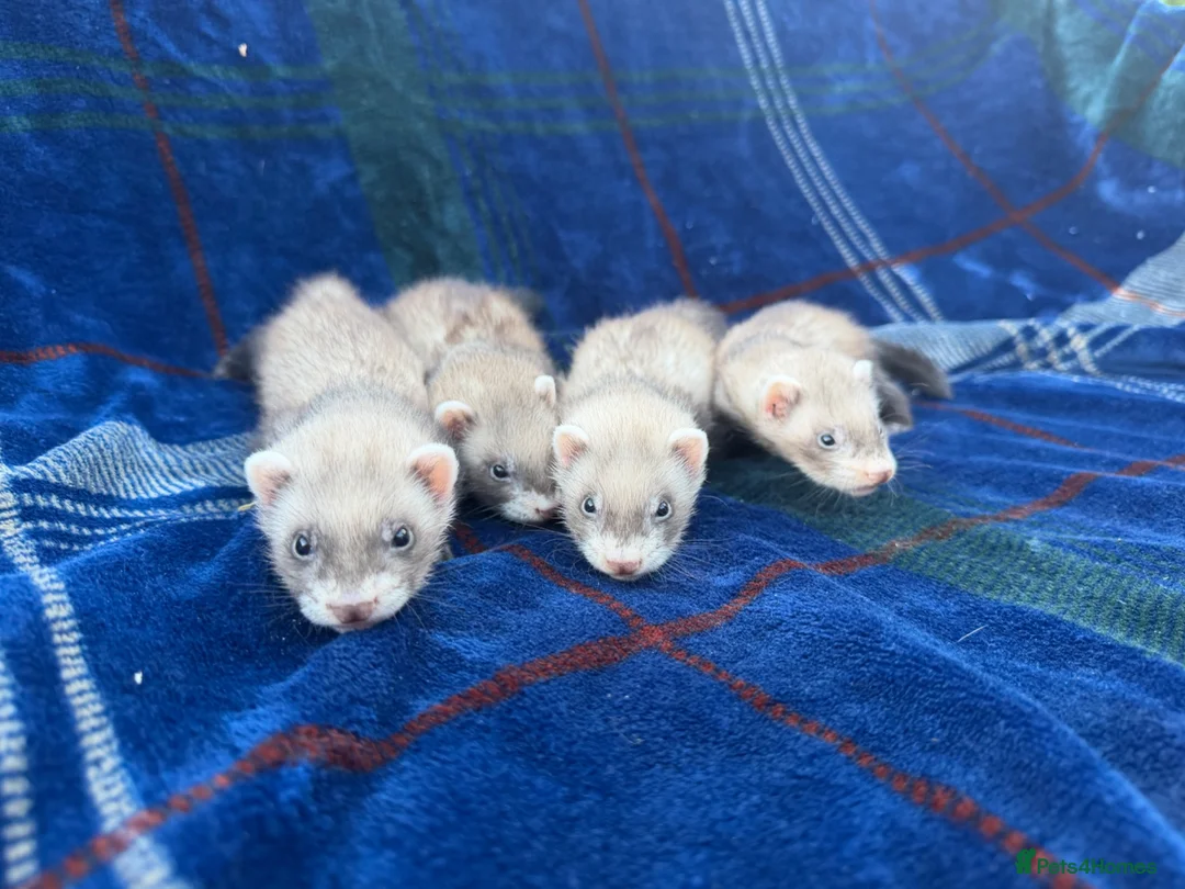 Ferret rodents for sale: Jill ferrets for sale - Advert 1