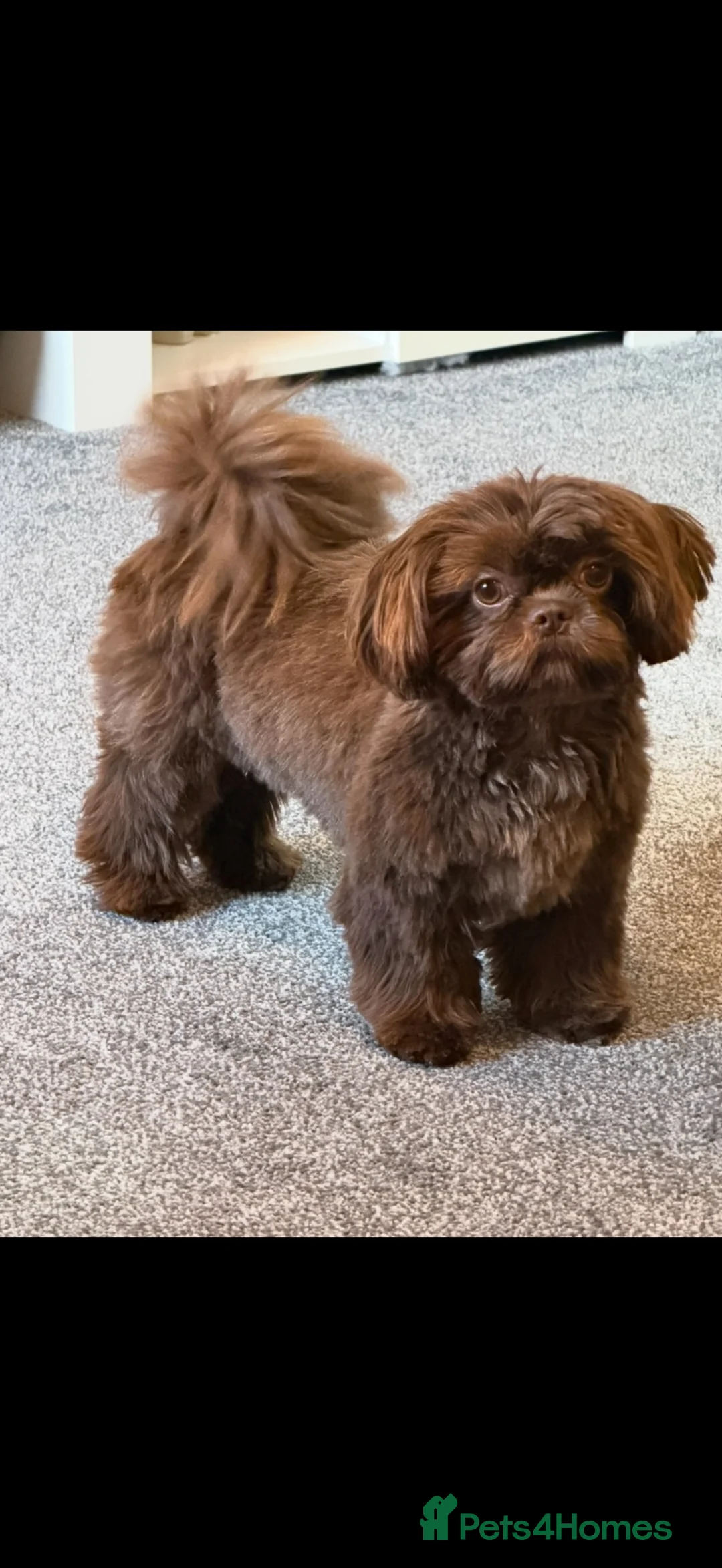 Shih Tzu dogs for sale: Imperial Full KC Reg litter of 4 male pups - Advert 2