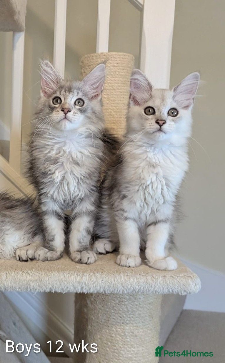 Maine Coon cats Shaded Maine Coon Kittens  - Advert 2