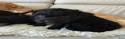 Cockapoo dogs for sale: Cockapoo f2 puppies  - Advert 13