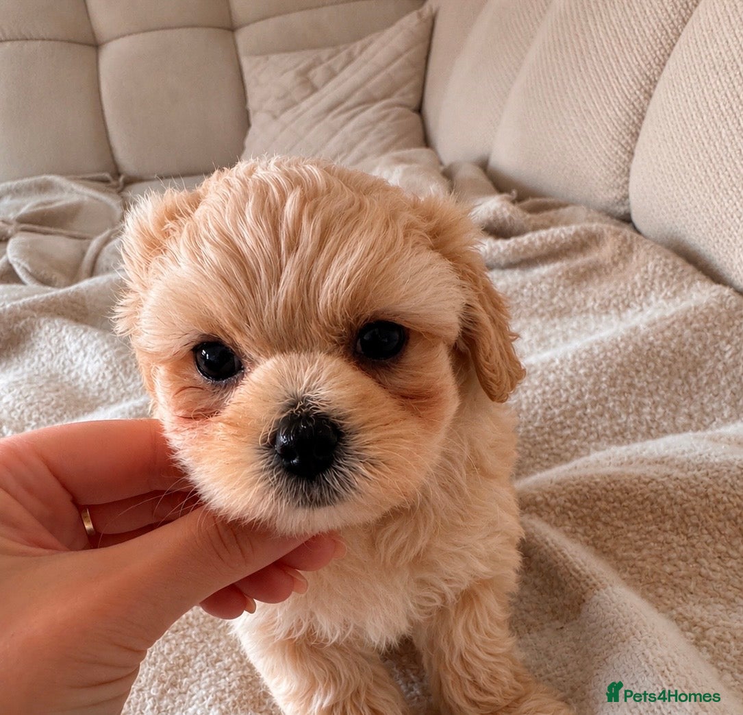 Maltipoo dogs Heavenly little maltipoo! - Advert 1