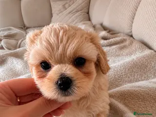 Maltipoo dogs Heavenly little maltipoo! - Advert 1
