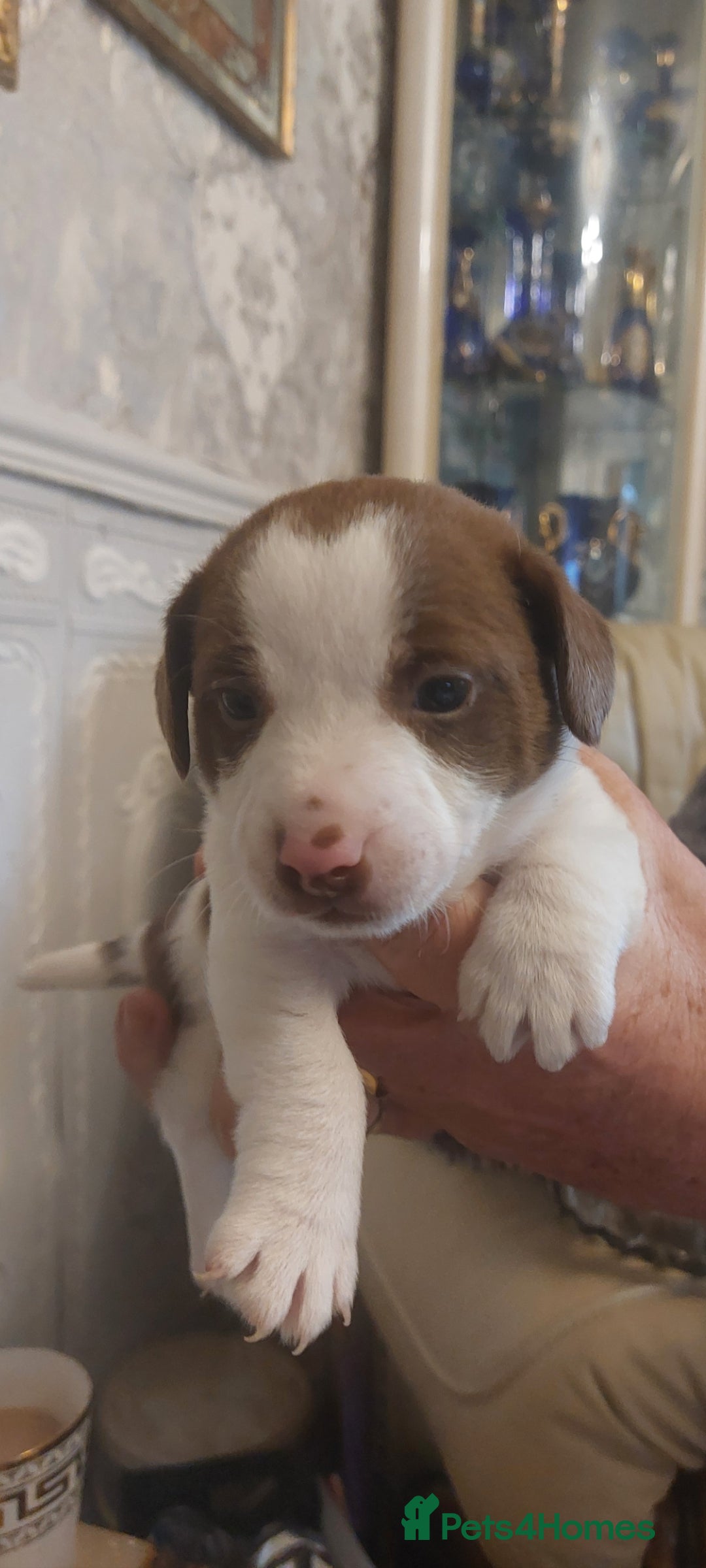 Jack Russell dogs for sale: Truly Superb  Russels - Advert 6