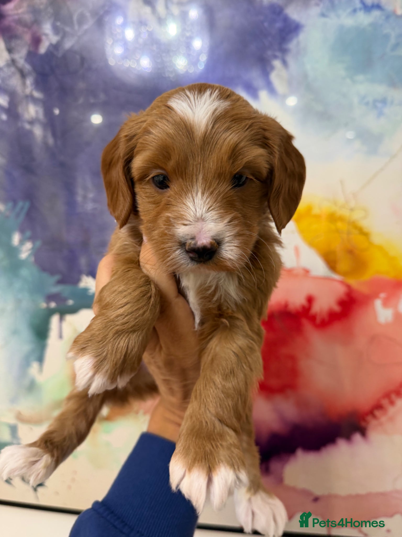 Labradoodle dogs Stunning Miniature Labradoodles Licensed   - Advert 3