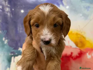Labradoodle dogs Stunning Miniature Labradoodles Licensed - Advert 3