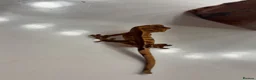 Gecko reptiles for sale: Stunning baby crested geckos - Advert 13
