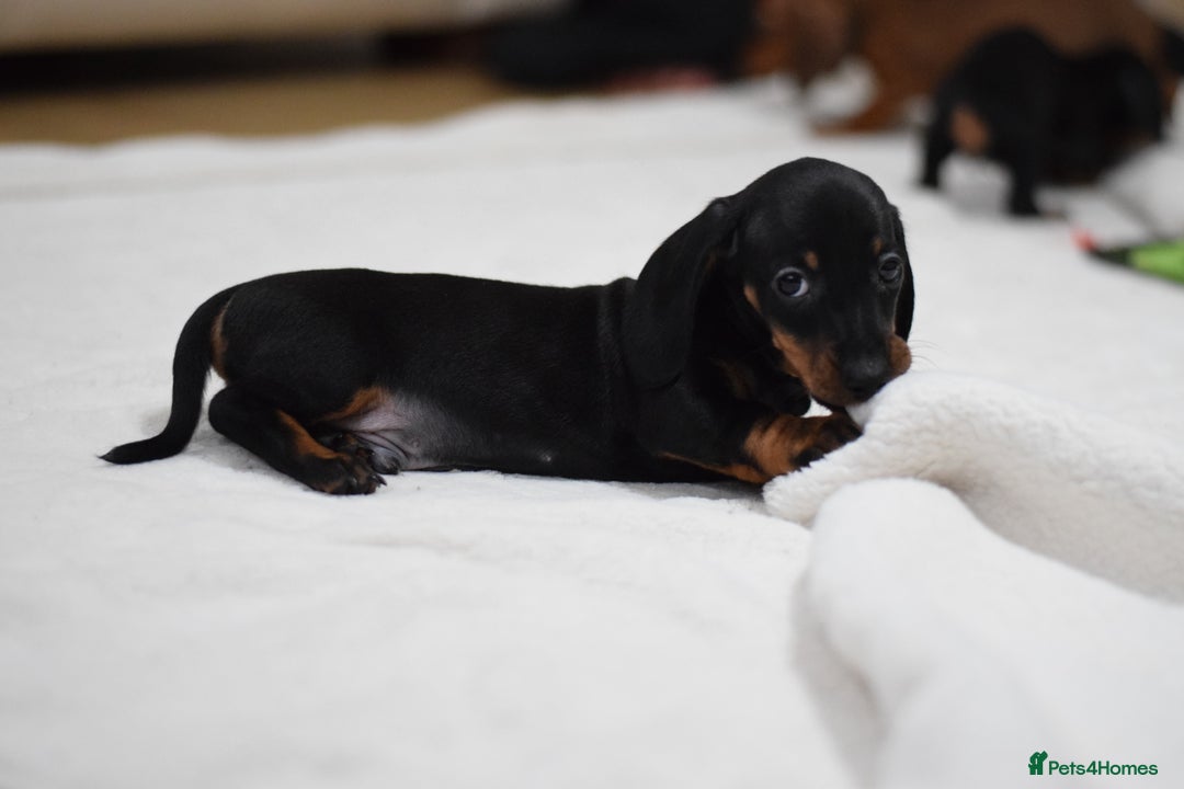Miniature Dachshund dogs for sale: 🌟Gorgeous Miniature Dachshunds🌟 - Advert 34