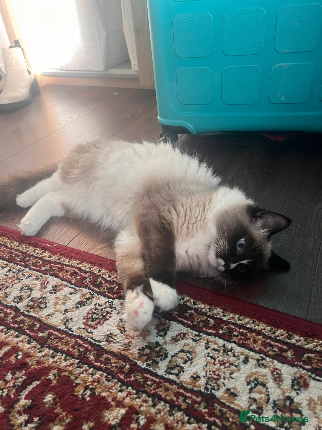 Ragdoll cats for sale: fluffy, male ragdoll kitten - Advert 5