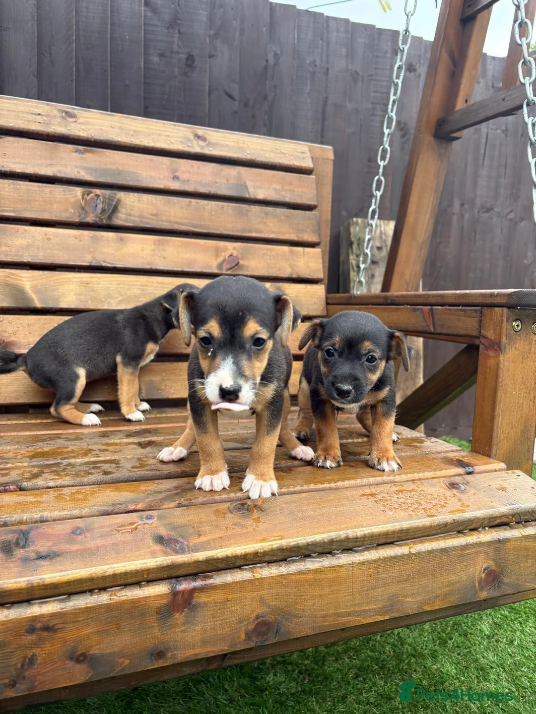 Mixed Breed dogs for sale: Border lakeland Russell pups for sale in Merthyr Tydfil - Advert 13