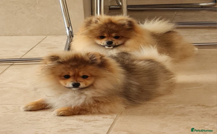 Pomeranian dogs in Basildon - Advert 3