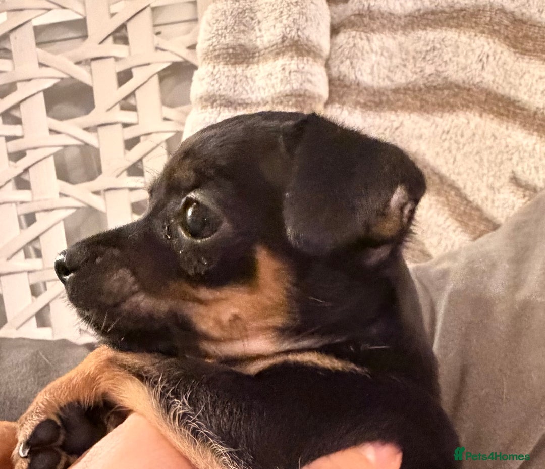 Russian Toy Terrier dogs for sale: Cutest little friend for life  - Advert 13