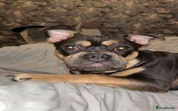 Mixed Breed dogs for sale: Male, 9 months old - Image 2