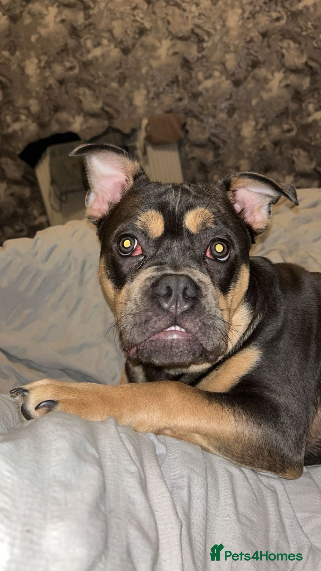 Mixed Breed dogs for sale: Male, 9 months old - Image 2