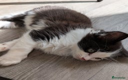 Mixed Breed cats for sale: 4 Little Boys  - Image 2