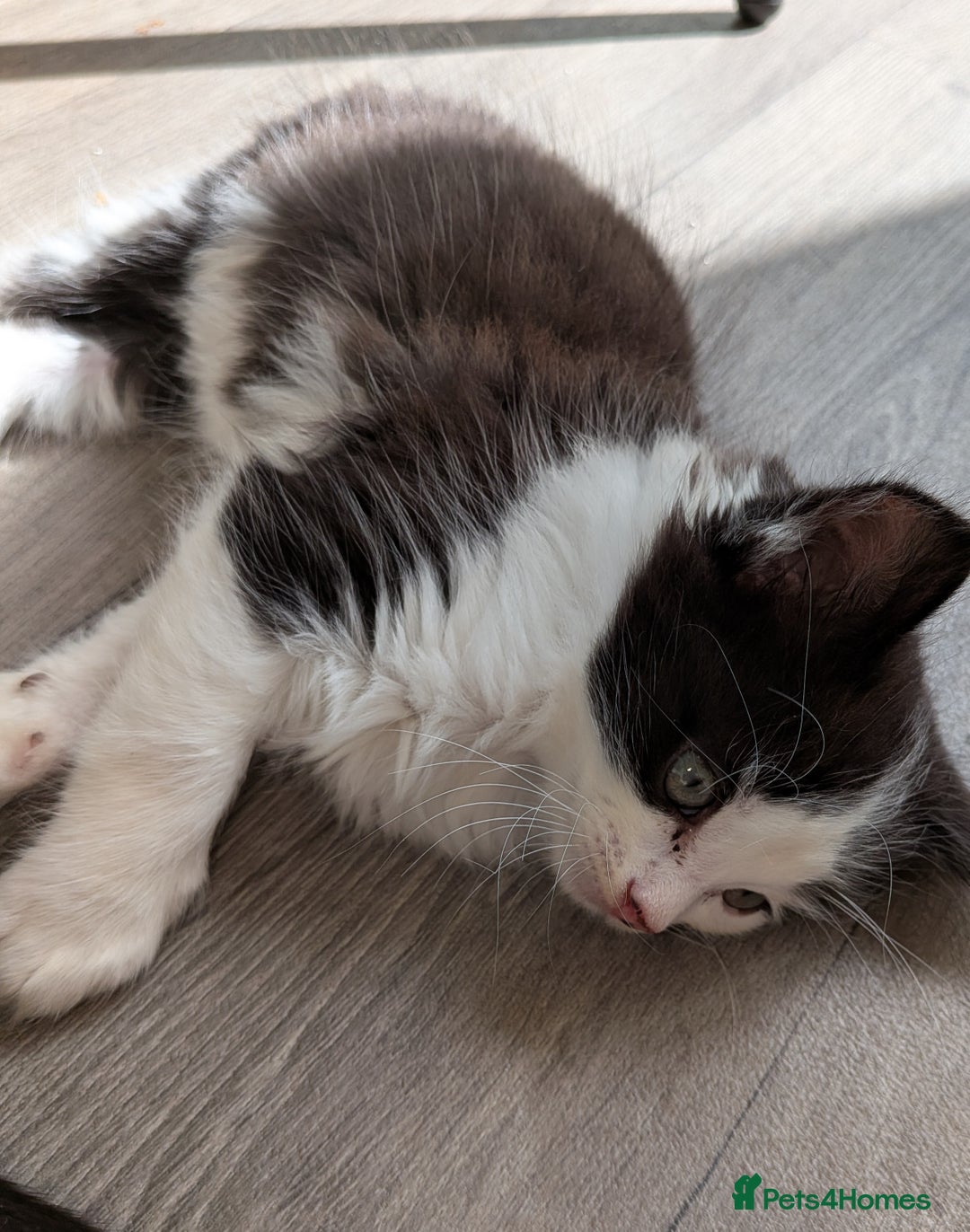 Mixed Breed cats for sale: 4 Little Boys  - Image 2