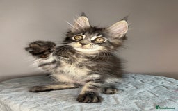 Maine Coon cats for sale: Russian Line maine coon kittens  in Market Rasen - Image 13
