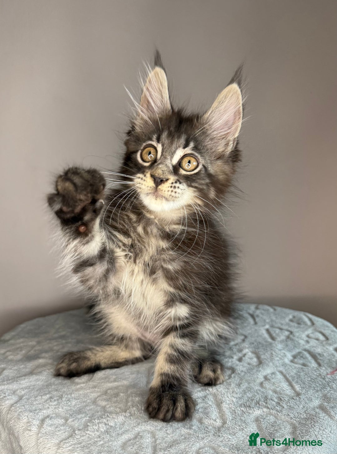 Maine Coon cats for sale: Russian Line maine coon kittens  in Market Rasen - Image 13