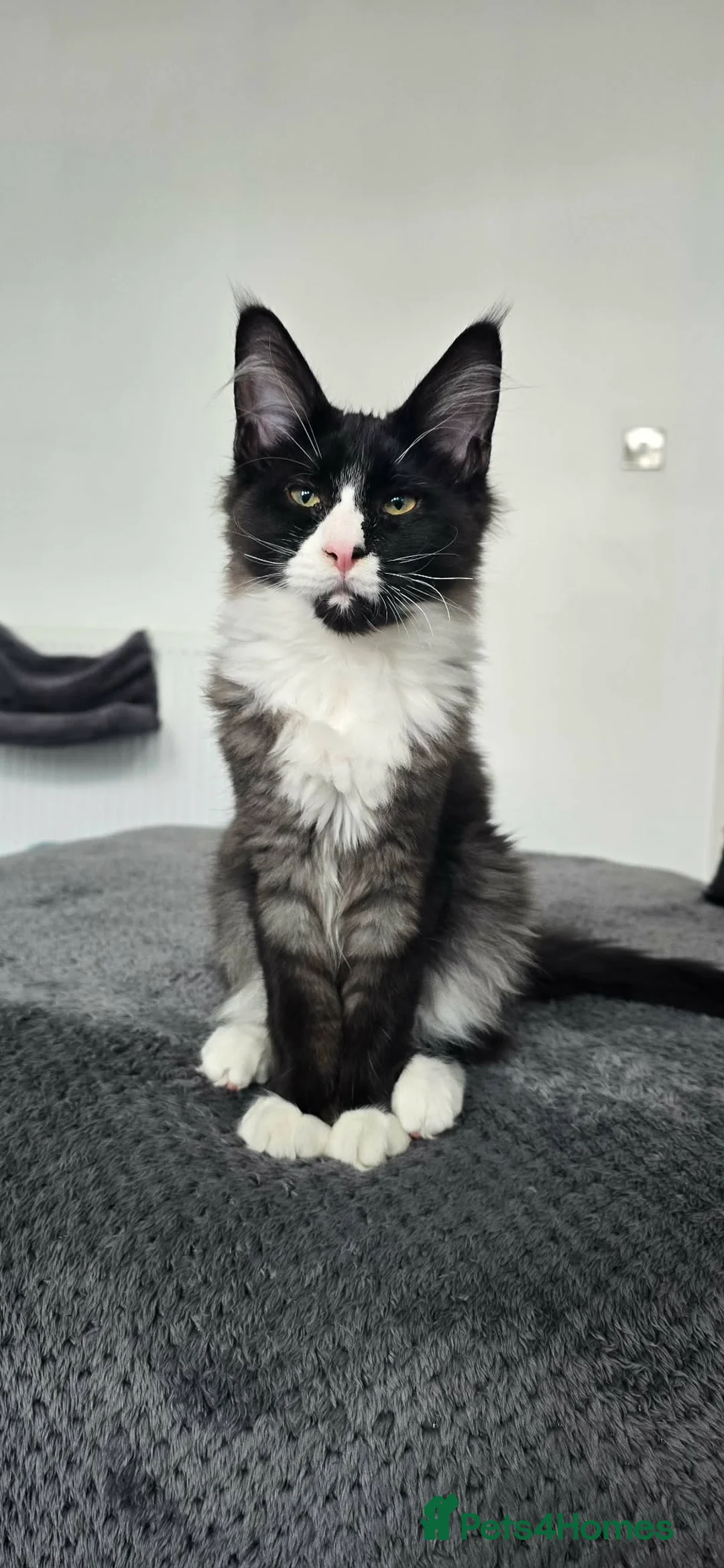 Mixed Breed cats for sale: Gorgeous kitten looking for family home  - Advert 1