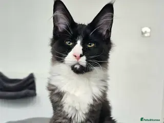 Mixed Breed cats Gorgeous kitten looking for family home - Advert 1