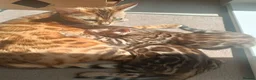 Bengal cats for sale: Cuddly and beautiful pedigree bengal kittens - Advert 5