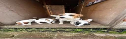 Jack Russell dogs for sale: 3 female Jack Russell puppies ready to go - Advert 34