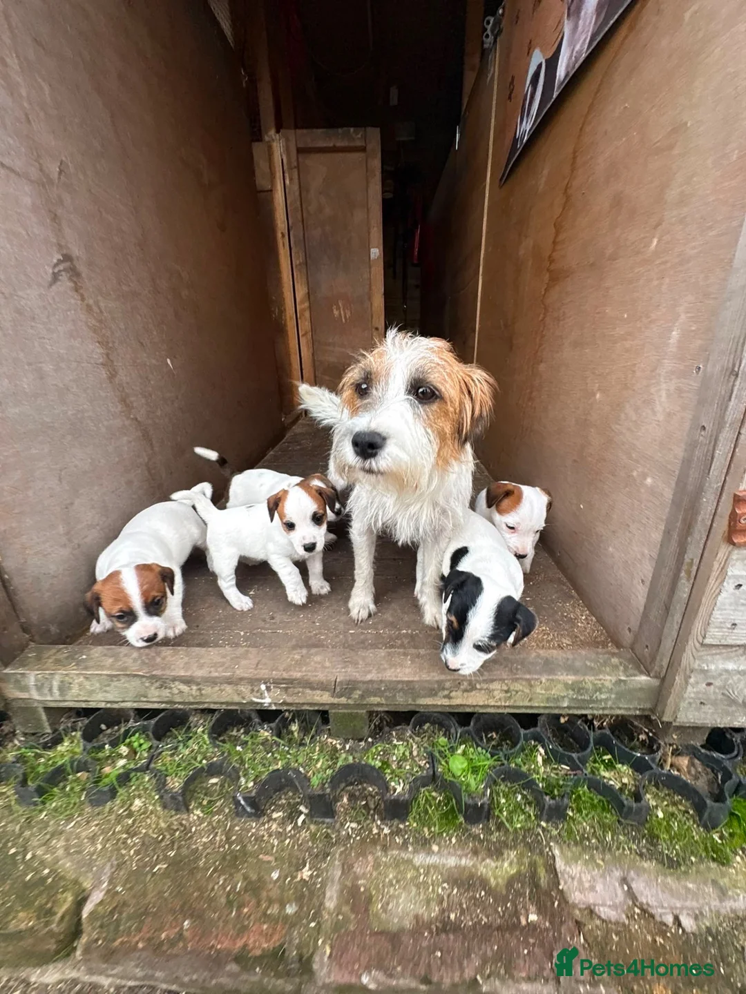 Jack Russell dogs for sale: 3 female Jack Russell puppies ready to go - Advert 34
