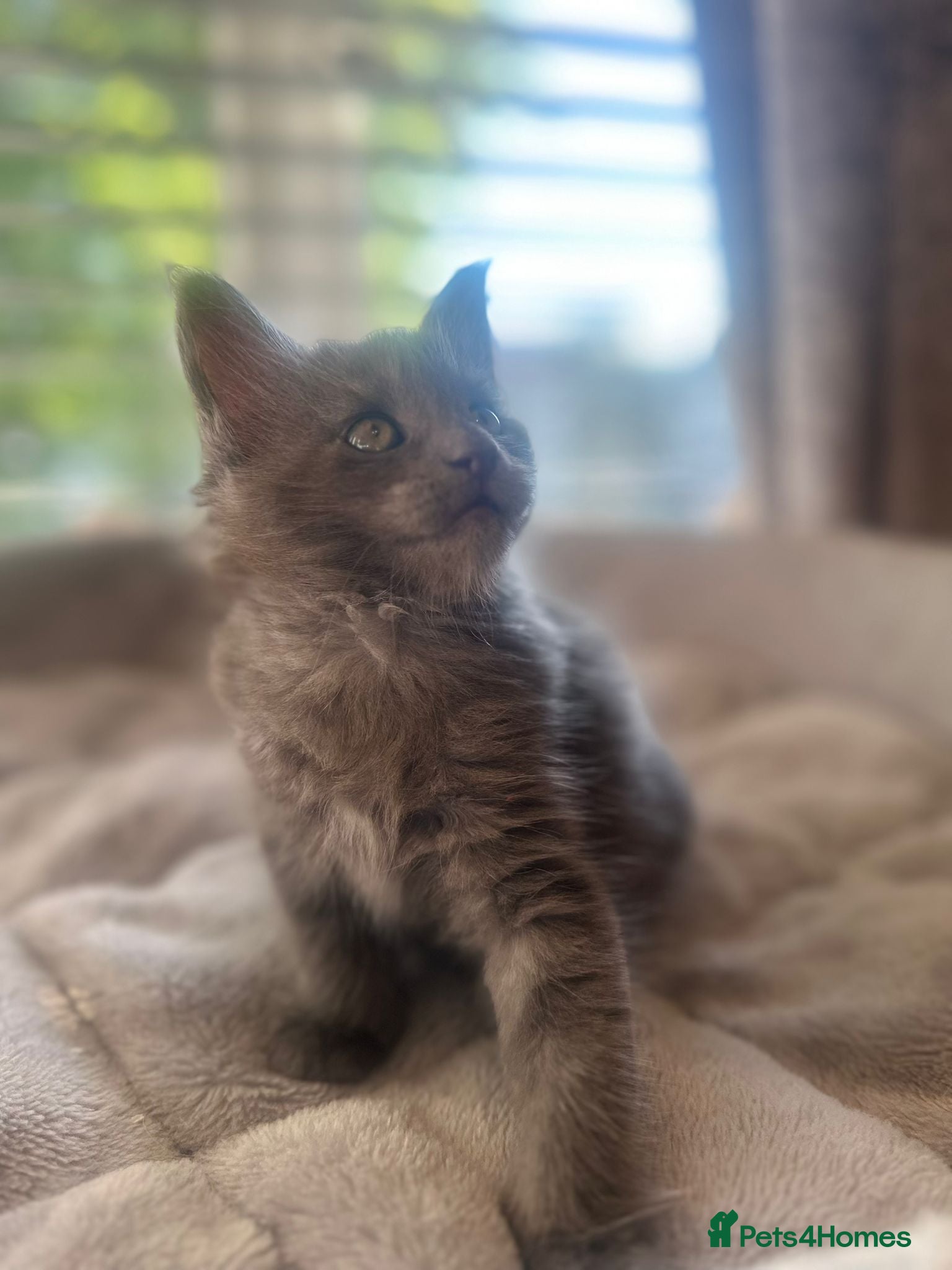 Maine Coon cats for sale: Stunning Maine Coon Litter Of Kittens  in Billericay - Advert 4