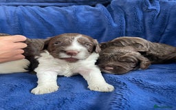 Mixed Breed dogs for sale: Australian Goldendoodles stunning litter  - Image 8